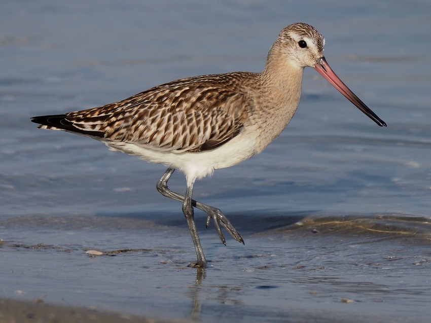 Pittima minore  (Limosa lapponica)